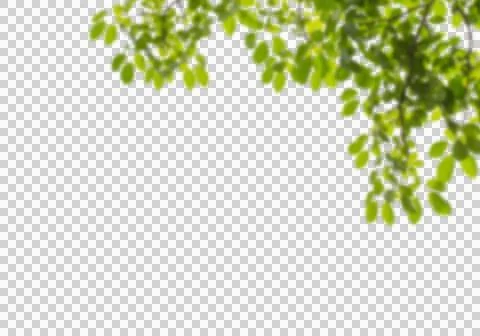 High-Resolution Flowers, Trees, and Natural Elements Stock Illustration