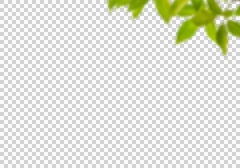 High-Resolution Flowers, Trees, and Natural Elements Stock Illustration