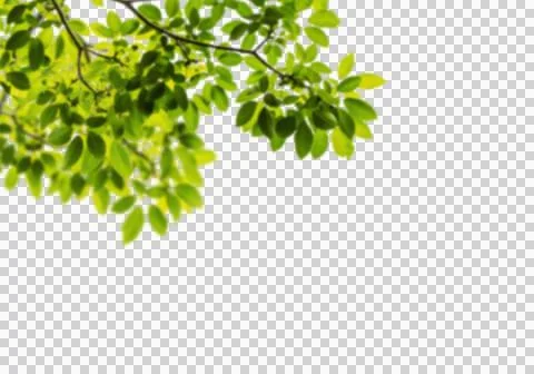 High-Resolution Flowers, Trees, and Natural Elements Stock Illustration
