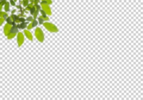 High-Resolution Flowers, Trees, and Natural Elements Stock Illustration