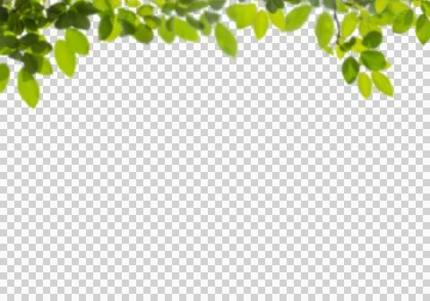 High-Resolution Flowers, Trees, and Natural Elements Stock Illustration