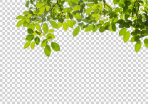 High-Resolution Flowers, Trees, and Natural Elements 스톡 일러스트