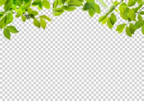 High-Resolution Flowers, Trees, and Natural Elements Stock Illustration