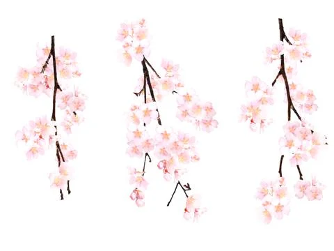 High-Resolution Flowers, Trees, and Natural Elements Stock Illustration