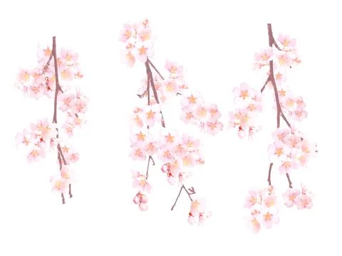 High-Resolution Flowers, Trees, and Natural Elements Stock Illustration