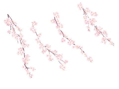 High-Resolution Flowers, Trees, and Natural Elements Stock Illustration