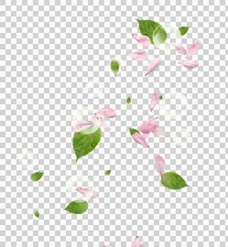 High-Resolution Flowers, Trees, and Natural Elements Stock Illustration