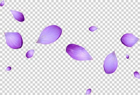High-Resolution Flowers, Trees, and Natural Elements 스톡 일러스트