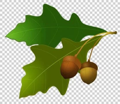 High-Resolution Flowers, Trees, and Natural Elements Stock Illustration