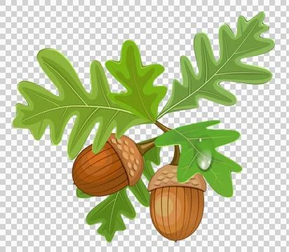 High-Resolution Flowers, Trees, and Natural Elements Stock Illustration