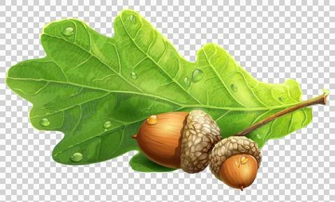 High-Resolution Flowers, Trees, and Natural Elements Stock Illustration
