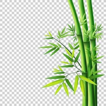 High-Resolution Flowers, Trees, and Natural Elements Stock Illustration