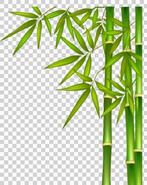 High-Resolution Flowers, Trees, and Natural Elements Stock Illustration