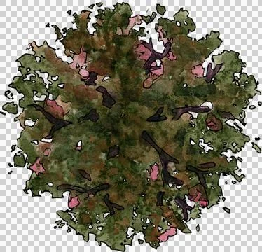 High-Resolution Flowers, Trees, and Natural Elements 스톡 사진