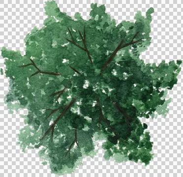High-Resolution Flowers, Trees, and Natural Elements 스톡 사진