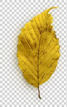 High-Resolution Flowers, Trees, and Natural Elements Stock Photos