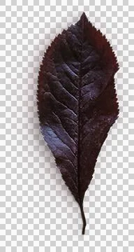 High-Resolution Flowers, Trees, and Natural Elements 스톡 사진