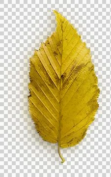High-Resolution Flowers, Trees, and Natural Elements Stock Photos