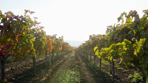 High-resolution footage of a plot of land with young vines, lit by the strong Vídeos de archivo 227718552
