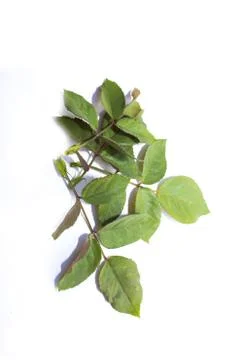 High Resolution green leaf of rose bush isolated on white background Foto stock