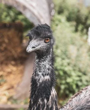 High resolution image capturing the detailed features of an ostrich's head .. Stock Photos
