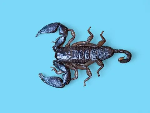 High-resolution image of a scorpion isolated on a clean blue background 库存照片