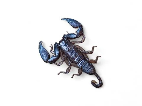 High-resolution image of a scorpion isolated on a clean white background Foto stock