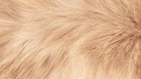 High resolution macro shot of fluffy red cat fur with delicate texture and .. Stock Photos