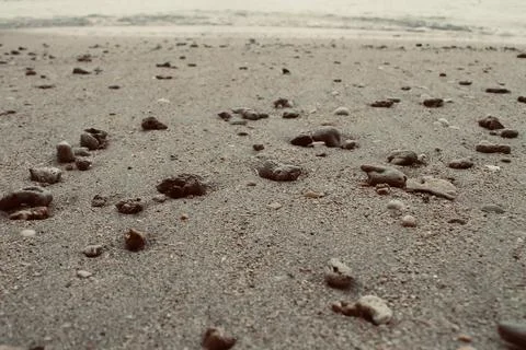High-Resolution Macro Texture Natural Beach Sand with Pebbles and Shells Stock Photos