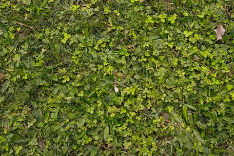 High-resolution meadow texture, offering a versatile and organic backdrop f.. 写真素材