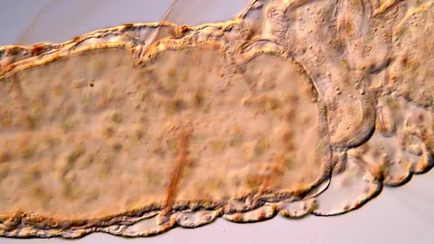 High-Resolution Microscope View of Aeolosoma Worm Behavior 库存影片 317926746