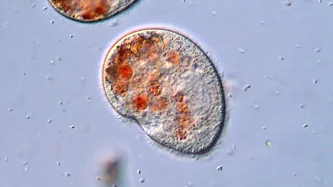 High Resolution Microscopic Footage of Ciliate Microorganisms Video stock 318946189