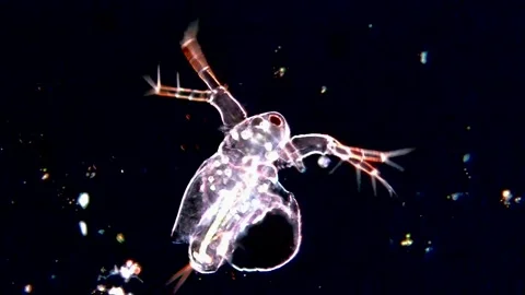High Resolution Microscopic Video of Daphnia in Dark Background, 200x Stock Footage 317836180