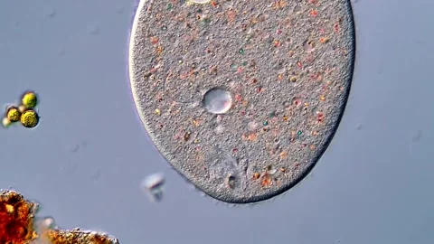 High Resolution Microscopy of Ciliate Protozoa in Motion, 400x 스톡 동영상 317957837