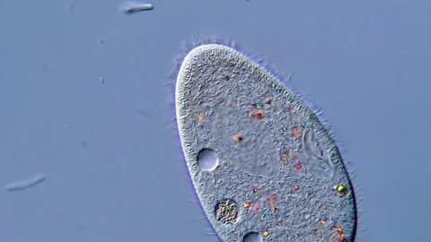 High Resolution Microscopy of Paramecium Protozoa, 400x Vídeos de archivo 317956573