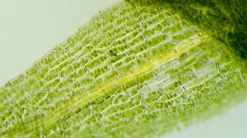 High Resolution Moss Cell Microscopy Footage, 400x 動画素材 320457449