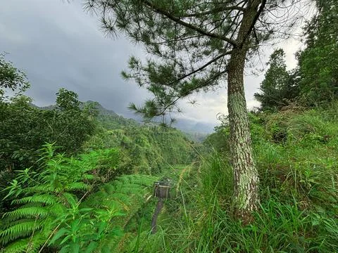 High Resolution Mountain Landscape with Mist and Lush Green Forest Stock Photos