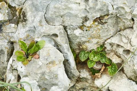 High resolution natural stone texture and surface background with green plant Stock Photos