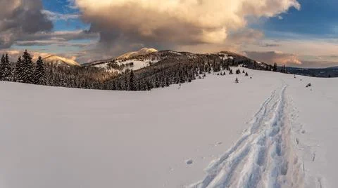 High Resolution Panoramic view of tracks in deep snow leading to a fir tree f Stock Photos