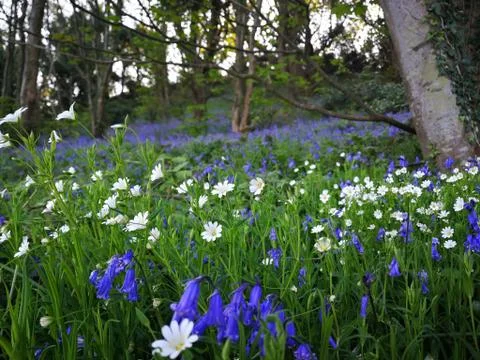 High resolution photo of Bluebells and Daisies in spring in a English woodland Stock Photos