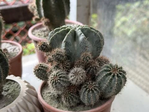 High resolution photo captures the texture and detail of a potted cactus with Foto stock