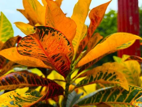 High resolution photo capturing a close up view of orange leaves with distinc Stockfoto's