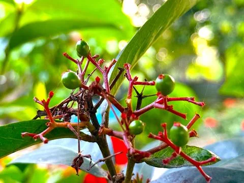 A high resolution photo features a close up view of several green berries spr Photos