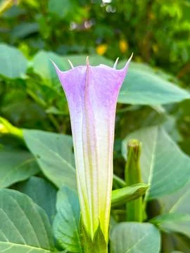 High resolution photo features a single datura flower, its lavender and white Foto stock
