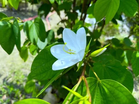 A high resolution photo featuring a delicate white bauhinia flower with yello Foto stock
