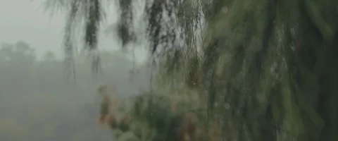 High resolution Pine tree in canyon 스톡 동영상 129989010