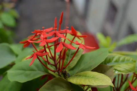 High resolution red rangan Ixora coccinea flower Stock Photos