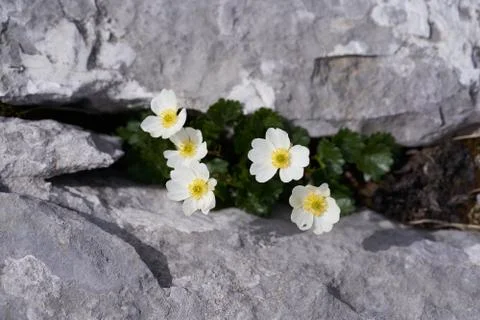 High resolution stone texture grey black white flower Pulsatilla alpina alpine Stock Photos