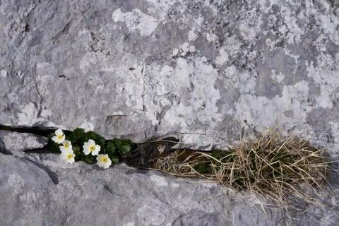 High resolution stone texture grey black white flower Pulsatilla alpina alpine Stock Photos