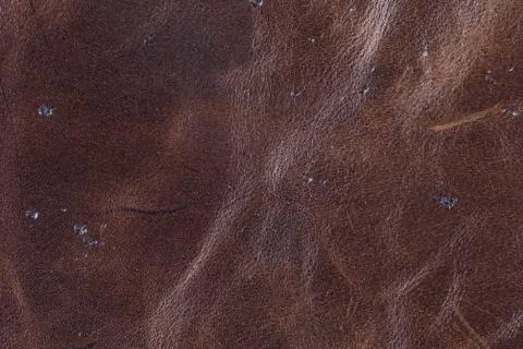 High resolution texture. Background. Skin. Stock Photos